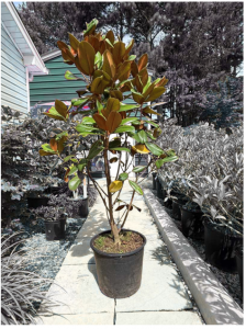 edit magnolia